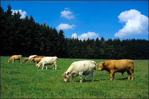 Charolais im Wiehengebirge