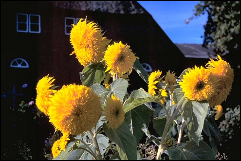 Arboretum 1