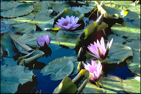 Arboretum 2
