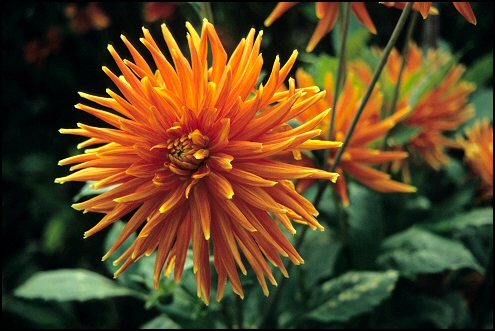 Arboretum 5