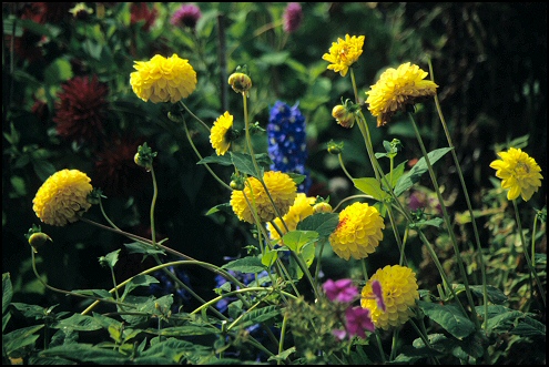 Arboretum 8