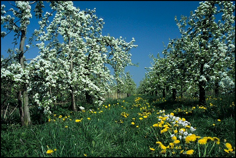 in the fields