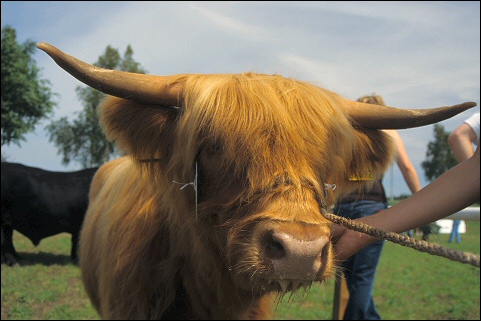 Highland-F&auml;rse