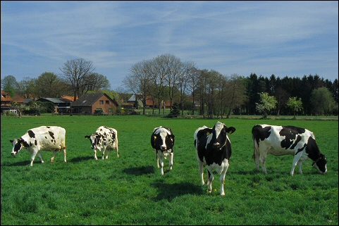 Herde Weide G&ouml;denstorf