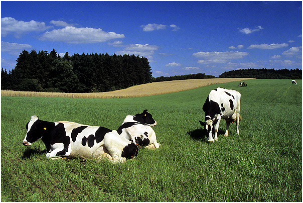 2 K&uuml;he auf der Sommerweide