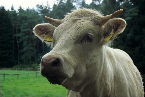 Charolais-Kuh in der L&uuml;neburger Heide