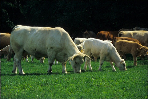 Mutterkuhhaltung im Herzogtum Lauenburg/Schleswig-Holstein 2