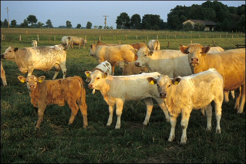 Charolais im Wendland 2