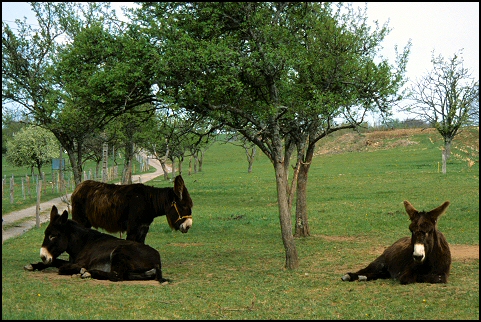 3 Poitou donkeys