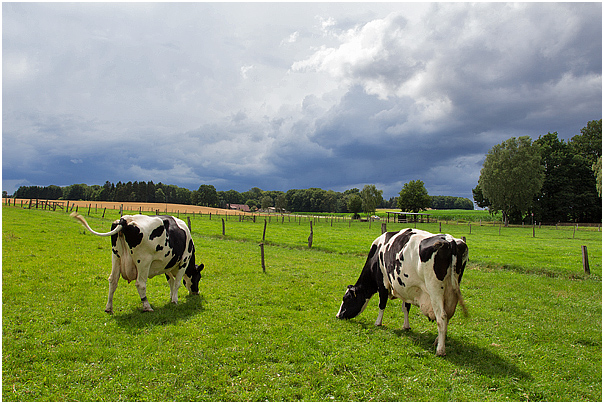 Zwei Holstein Friesian Kühe vor dem Gewitter