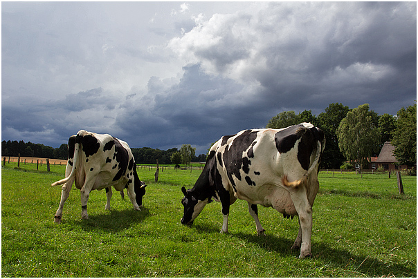 Zwei Holstein Friesian Kühe vor der Gewitterfront (Sturmtief Zeljko July 25, 2015)