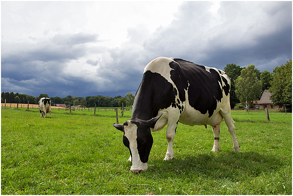 Holstein Friesian Kuh vor dem Gewitter
