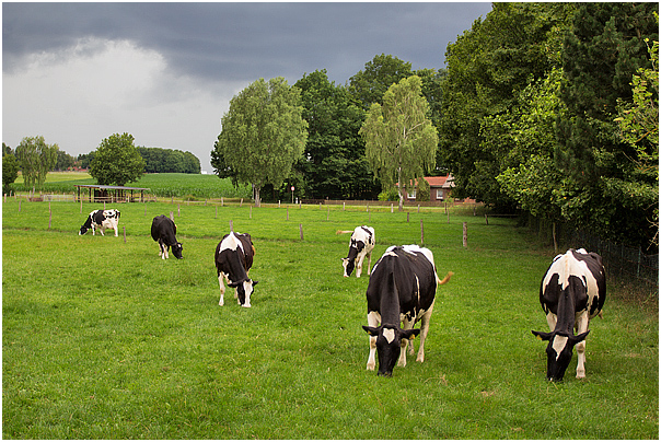 Holstein Friesian Kühe vor dem Gewitter