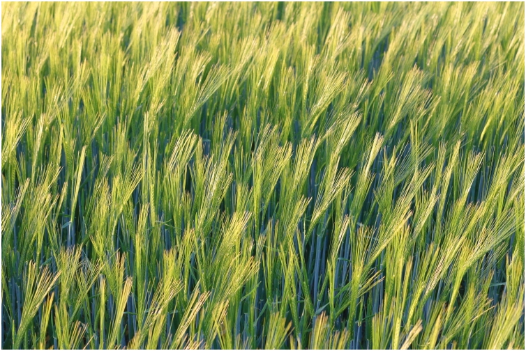 barley in the evening sun May 2020
