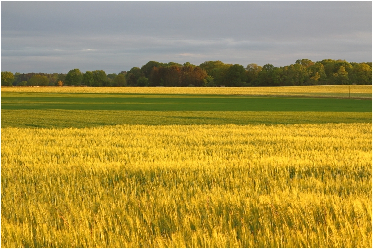 springtime fields northern Lüneburg Heath May 2020