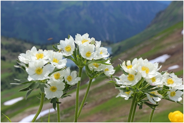 Alpenkuhschellen (Alpenanemone, Narzissen-Windröschen) Zeigersattel, Nebelhornregion
