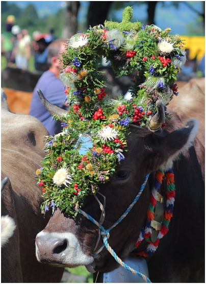 Kranzrind der Traufbergalpe 2016