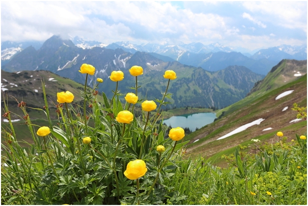 Trollblumen am Zeigersattel, Nebelhornregion