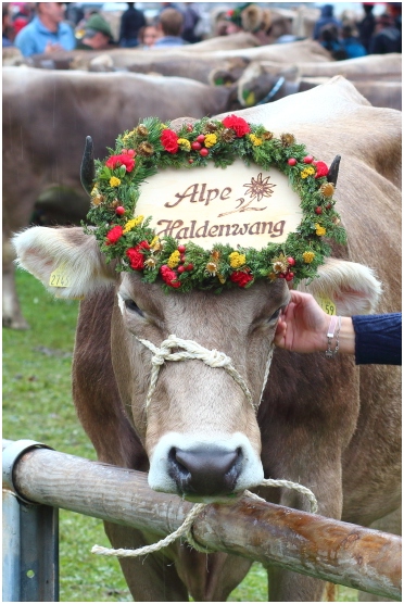 Alpe Haldenwang: Statt Kranz nur einfacher Schmuck, wenn ein Unglücksfall eingetreten ist