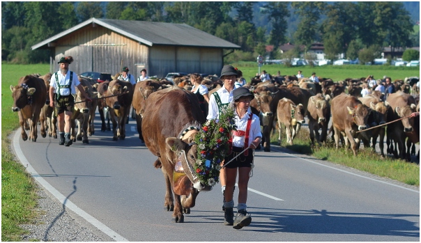 Viehscheid Schöllang