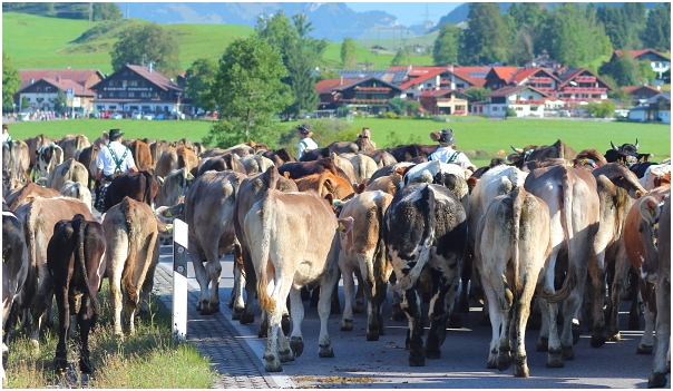 Viehscheid Schöllang vor Rubi