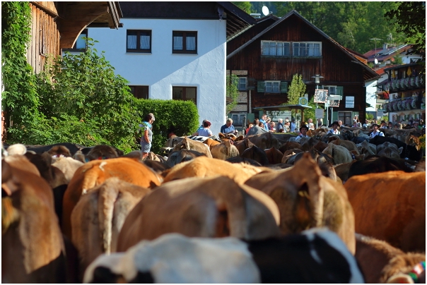 Es wird eng auf den Straßen von Rubi