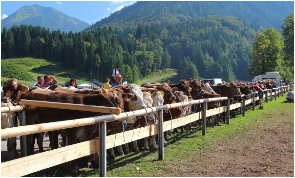 angebundenes Jungvieh nach dem Scheiden