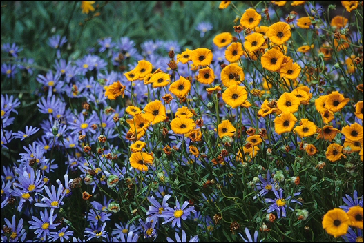 Garden 1