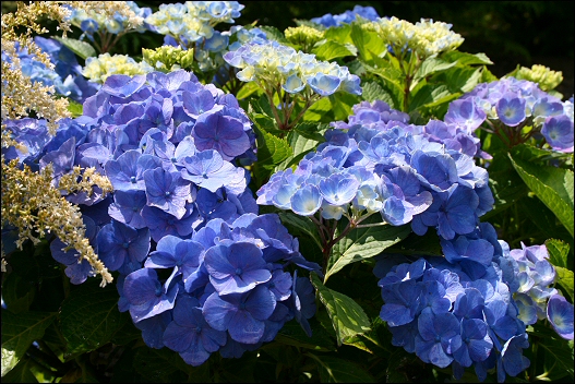 Garden: hydrangea - Hortensie