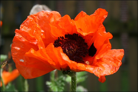 red poppy - Klatschmohn