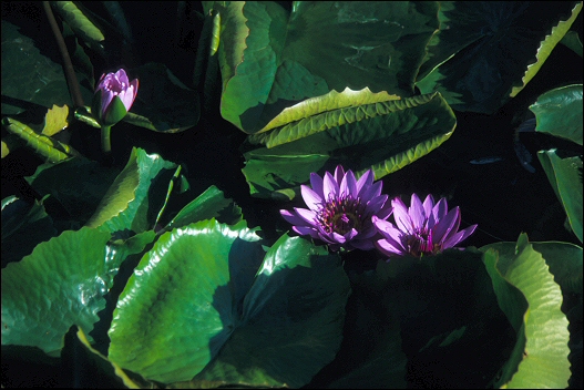 Garden 1
