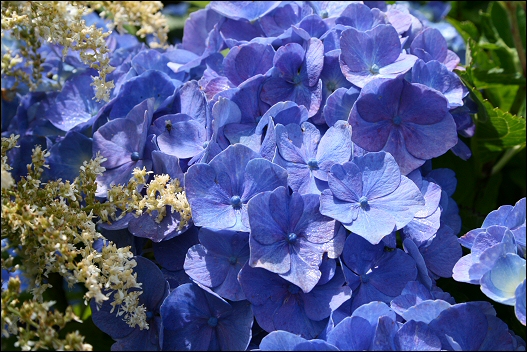 Garden 1
