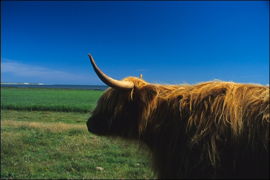 Highland-Cattle on Amrum Island, new edition 2010