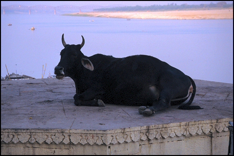 Kuh in Varanasi, Indien