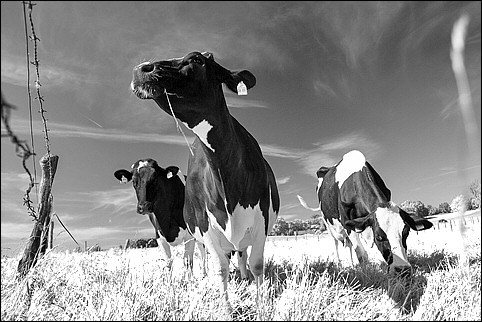 Kühe Vaensen frische Weide