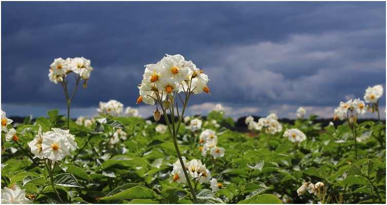 potato field in full bloom
