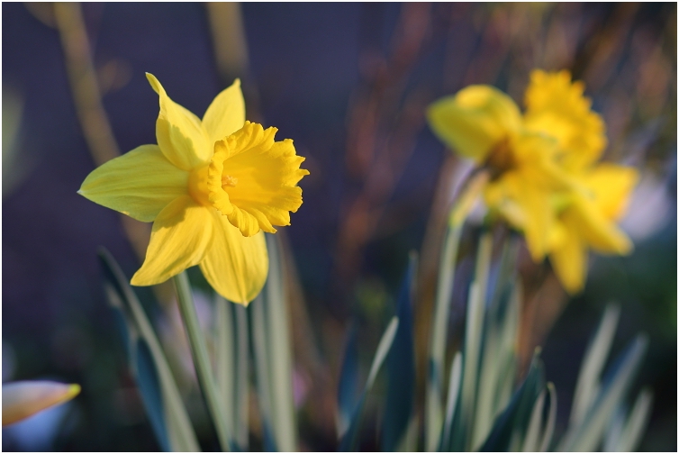 Osterglocke / Gelbe Narzisse (Narcissus pseudonarcissus)