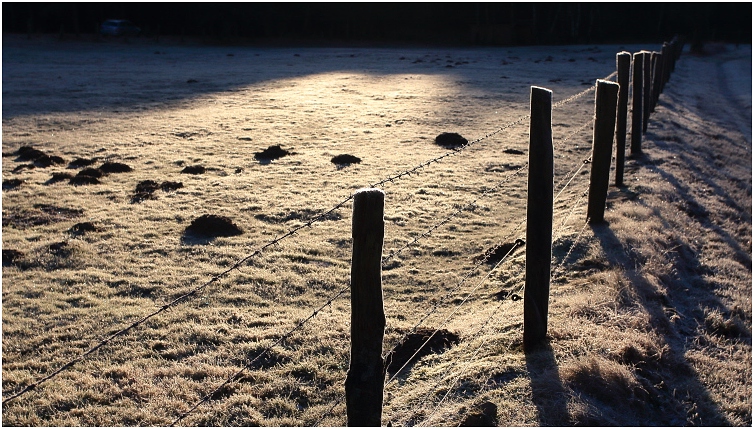 pasture <br> against the light photograph,January 2017