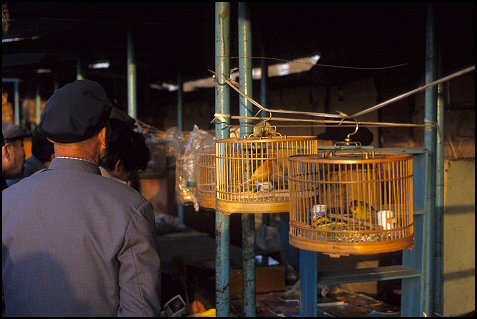 birdsmarket Guanyuan