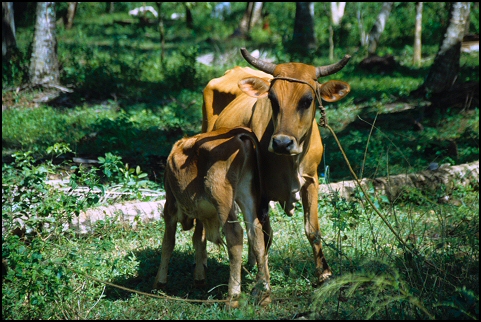 Kuh mit Kalb in der Dominikanischen Republik