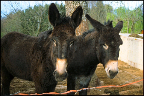 2 Poitou Donkeys