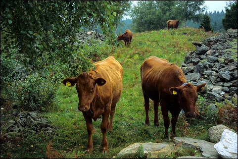Kühe in Schweden