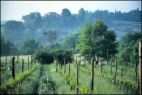 wine-growing estate Casa Nuova