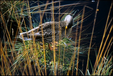 wild duck in Pietzmoor